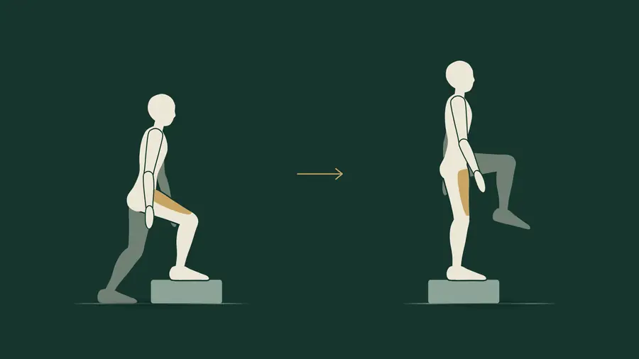 Step-up: un piede sul gradino e l'altro a terra, poi in piedi sul gradino con l'altro ginocchio sollevato. Quadricipite della gamba d'appoggio evidenziato.